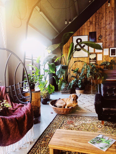 How to Achieve the Boho Look in Your Home