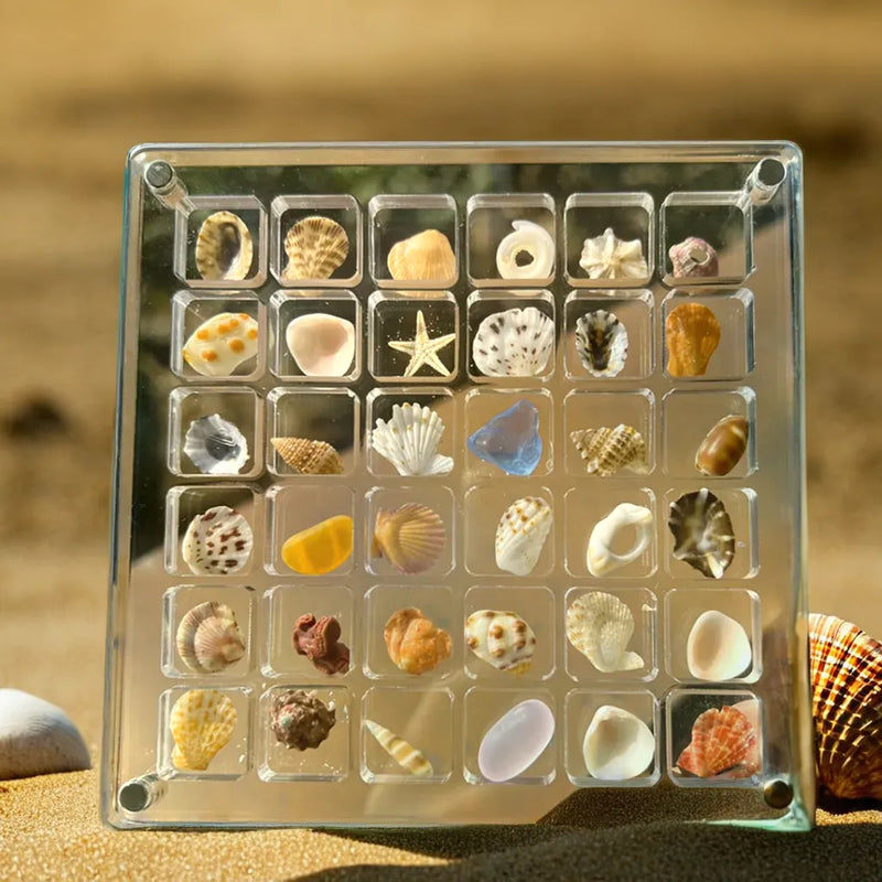 Seashell Display Case