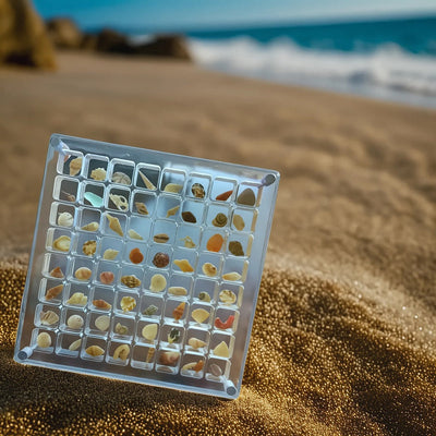 Seashell Display Case