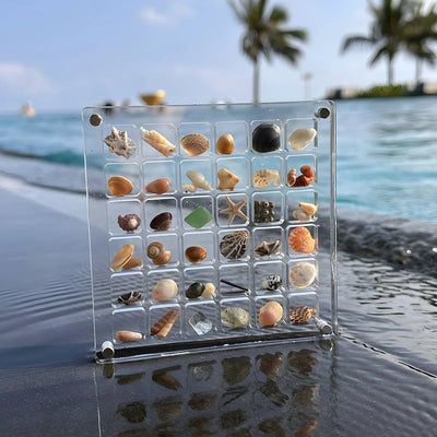 Seashell Display Case