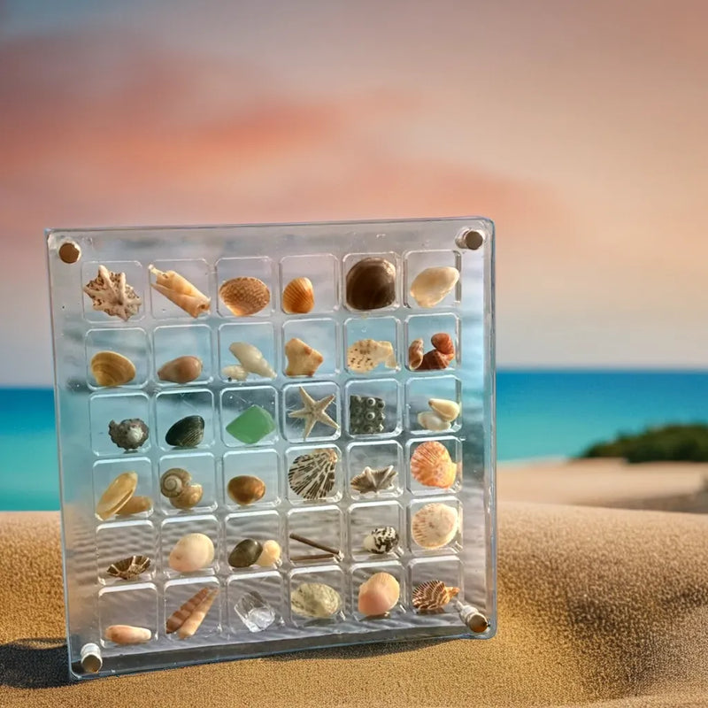 Seashell Display Case