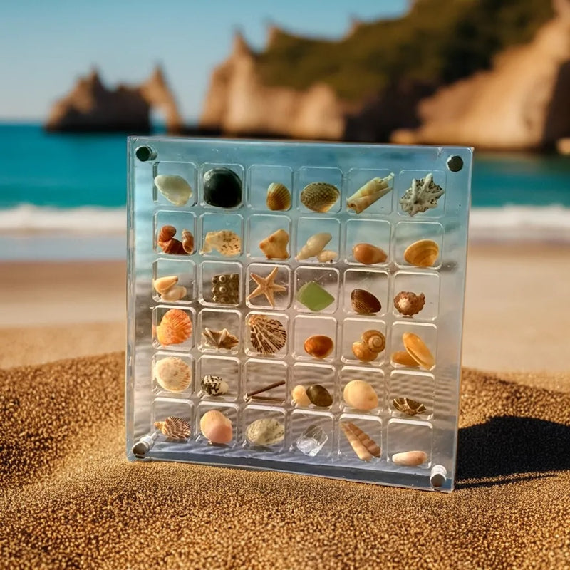 Seashell Display Case