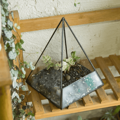 Glass Pyramid Plant Terrarium - wickedafstore