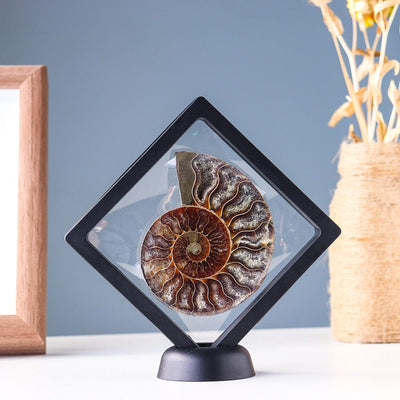 wickedafstore 1 piece Ammonite Fossil Crystal Ornament