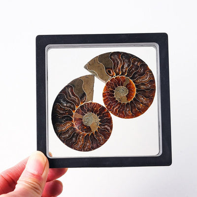 wickedafstore Ammonite Fossil Crystal Ornament